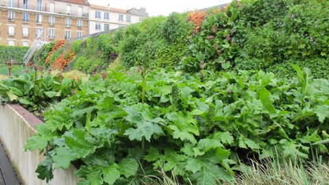 Que deviendra le végétal ornemental et urbain dans l’association des deux pôles de compétitivité Végépolys et Céréales Vallée-Nutravita ? ©Odile Maillard